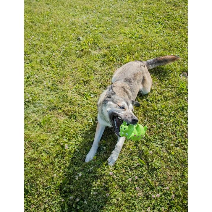 Wholesale Price with free shipping across the USA for (3 pack) Vibrant Life Playful Buddy Pigglesworth Latex Pig Dog Toy, Color May Vary, Chew Level 1 - Manji Distributors