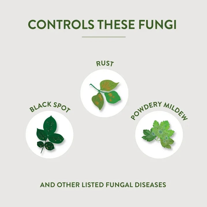 Wholesale Price with free shipping across the USA for Garden Safe Neem Oil Extract Concentrate for Organic Gardening, 10 Fluid Ounces - Manji Distributors