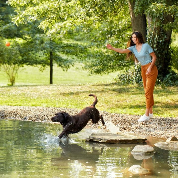 Wholesale Price with free shipping across the USA for Nature′s Recipe Grain Free Salmon, Sweet Potato & Pumpkin Recipe Dry Dog Food, 4 lb. Bag - Manji Distributors