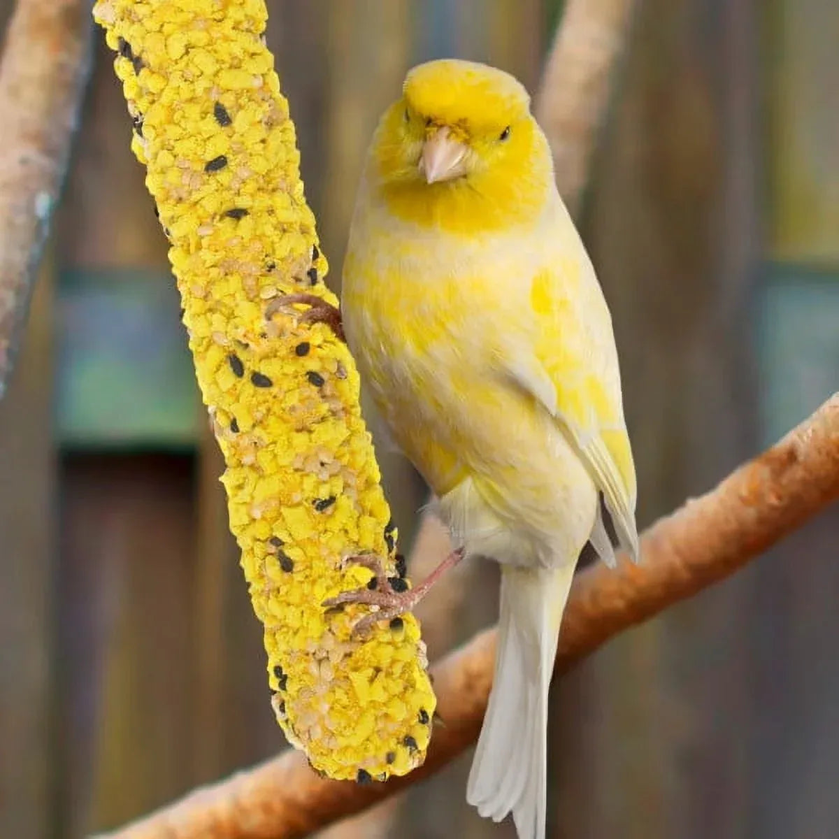 Wholesale Price with free shipping across the USA for MENU Treat Sticks for Canary/Finch/Parakeet Vrty Pk 2.5 oz- 3 Sticks - Manji Distributors