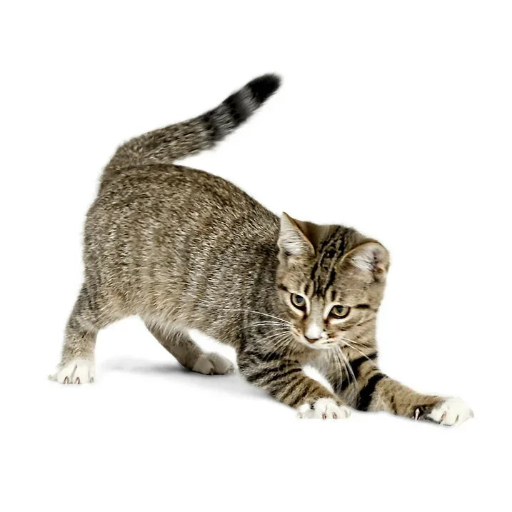 Wholesale Price with free shipping across the USA for Premier Pet Bolt Automatic Laser Cat Toy - Play and Exercise - Manji Distributors