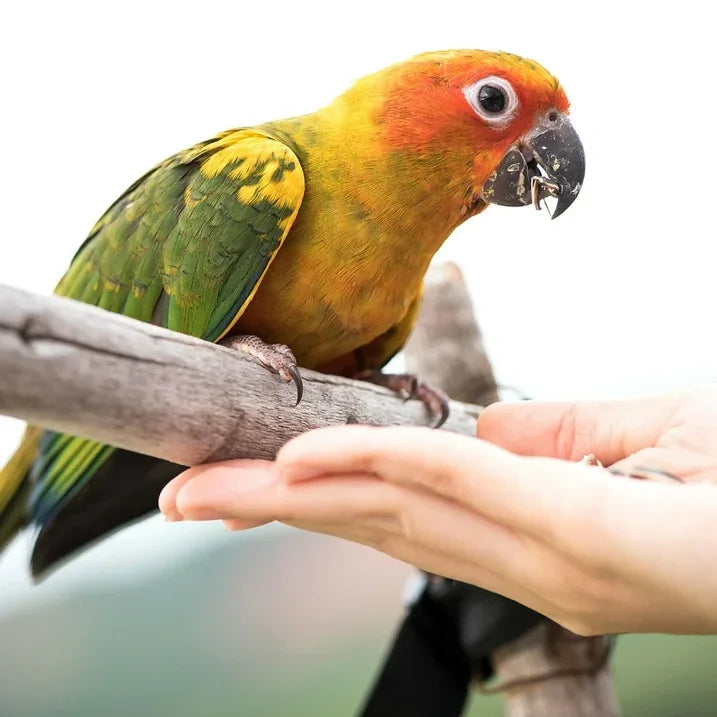 Wholesale Price with free shipping across the USA for (2 pack) Wild Harvest Universal Blend for Medium and Large Birds, 10 lbs - Manji Distributors