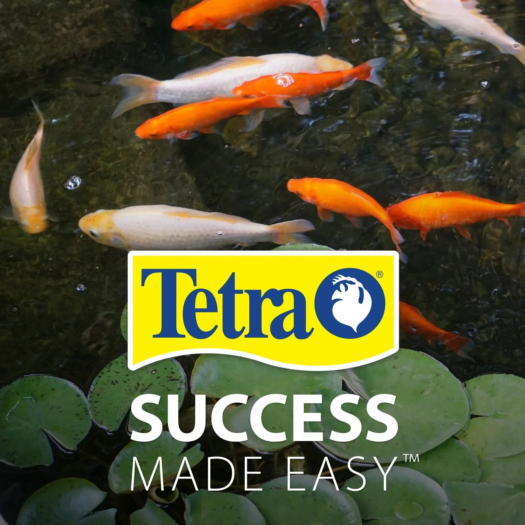 Wholesale Price with free shipping across the USA for Tetra Pond AlgaeControl, Controls Algae in Ornamental Outdoor Ponds and Fountains, 16.9 oz. - Manji Distributors