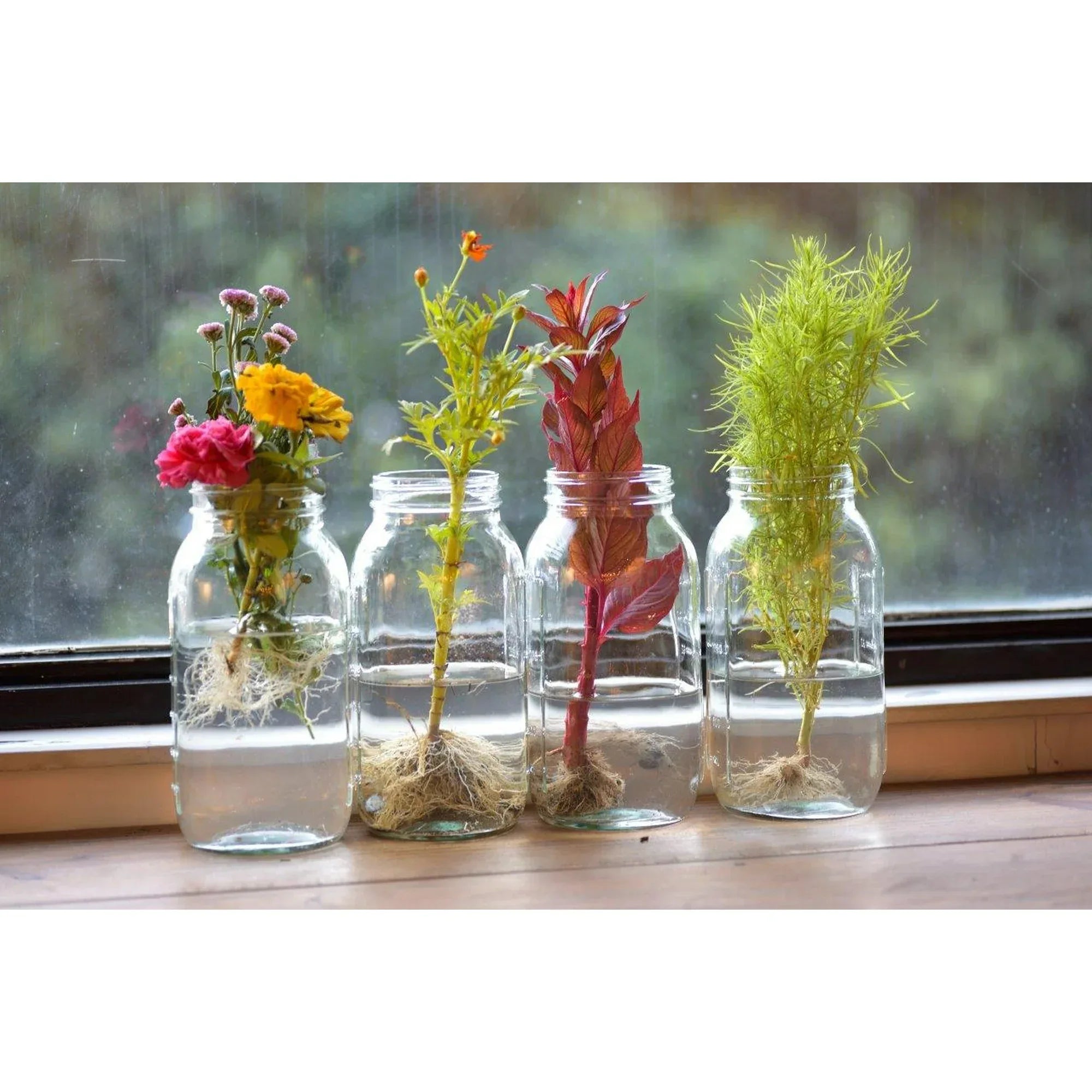 Wholesale Price with free shipping across the USA for (2 pack) Mainstays 64 oz Airtight Glass Wide Mouth Canning Jars (6 Count) - Manji Distributors