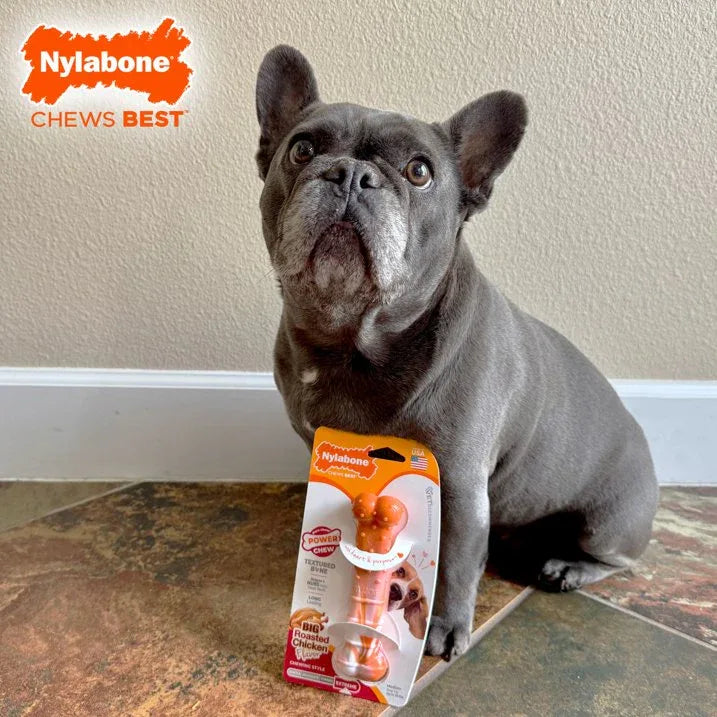 Wholesale Price with free shipping across the USA for Nylabone Power Chew Textured Bone Dog Chew Toy 70th Birthday Orange Swirl Chicken Medium (1 Count) - Manji Distributors