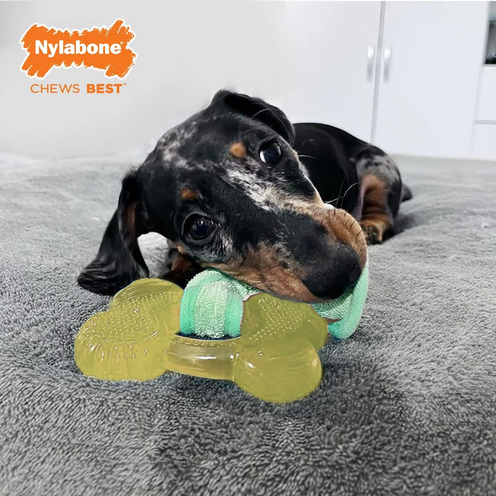 Wholesale Price with free shipping across the USA for Nylabone Puppy Chew 2-in-1 Teething Freezer Bone Cloth Chew Toy Bacon Yellow Small (1 Count) - Manji Distributors