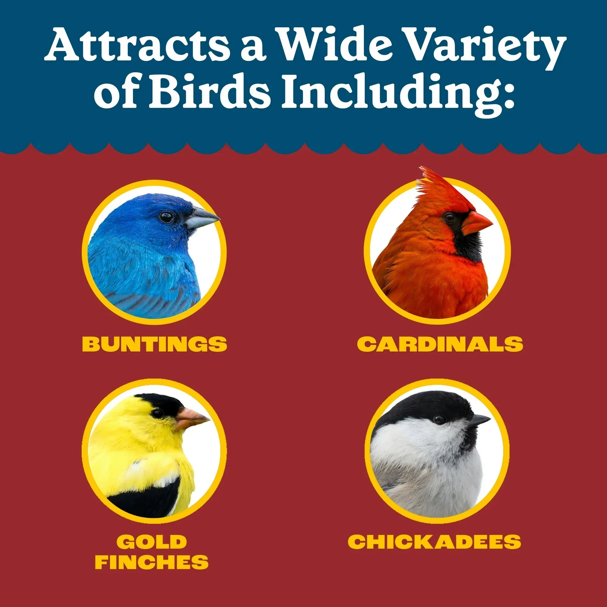 Wholesale Price with free shipping across the USA for Pennington Select Black Oil Sunflower Seed Wild Bird Dry Feed, 40 lb. Bag - Manji Distributors