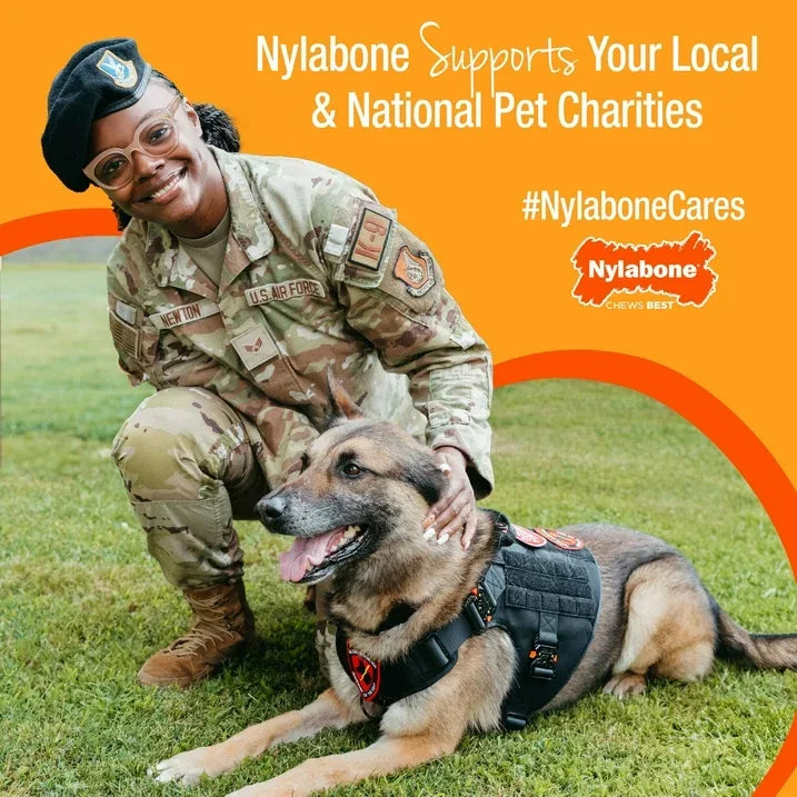 Wholesale Price with free shipping across the USA for Nylabone Power Chew Textured Bone Dog Chew Toy 70th Birthday Orange Swirl Chicken Medium (1 Count) - Manji Distributors