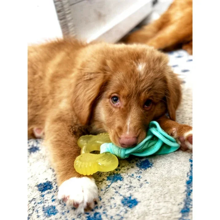 Wholesale Price with free shipping across the USA for Nylabone Puppy Chew 2-in-1 Teething Freezer Bone Cloth Chew Toy Bacon Yellow Small (1 Count) - Manji Distributors