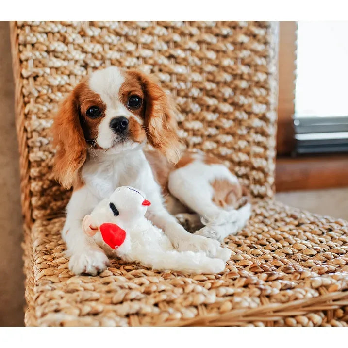 Wholesale Price with free shipping across the USA for (3 pack) Multipet Lamb Chop Plush Crinkle Flop Dog Toy, White with Red Paws - Manji Distributors