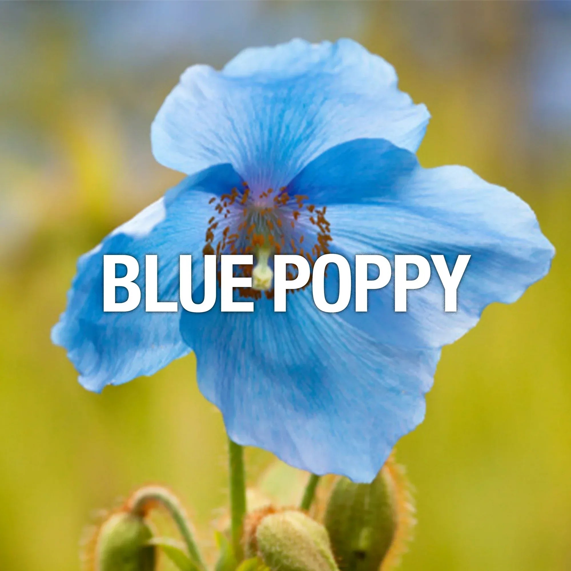 Wholesale Price with free shipping across the USA for Lucky Brand Lucky You Fine Fragrance Body Mist for Women, 8 oz - Manji Distributors