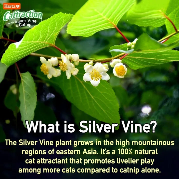 Wholesale Price with free shipping across the USA for Hartz Cattraction Cat Toy Variety Pack with Silver Vine & Catnip, 20 Count - Manji Distributors