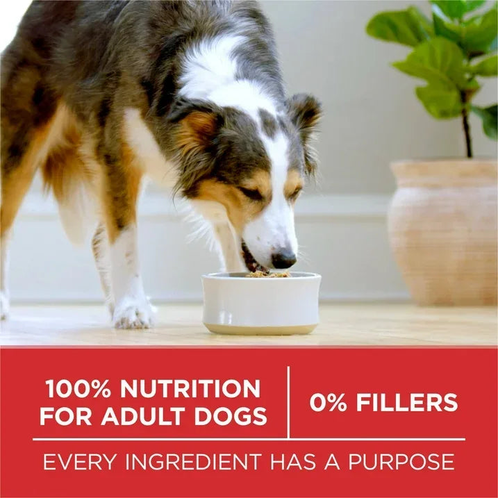 Wholesale Price with free shipping across the USA for Purina ONE Small Bites Dry Dog Food for Adult Dogs with Added Vitamins & Minerals, High Protein Beef & Rice, 16.5 lb Bag - Manji Distributors
