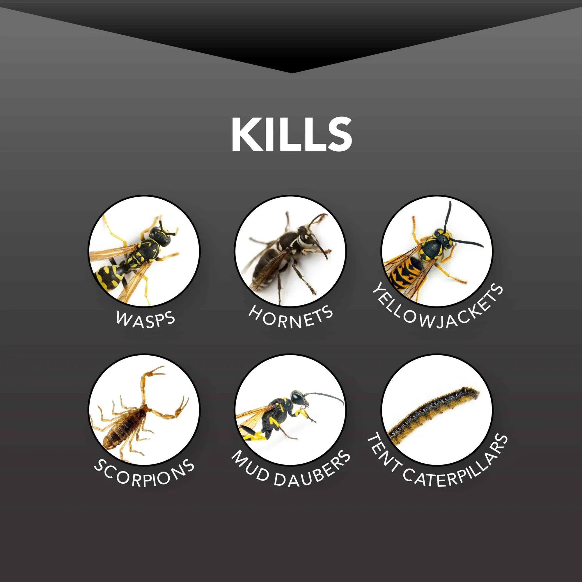 Wholesale Price with free shipping across the USA for Eliminator Wasp and Hornet Killer Aerosol, 17 Ounces, 3 Pack - Manji Distributors