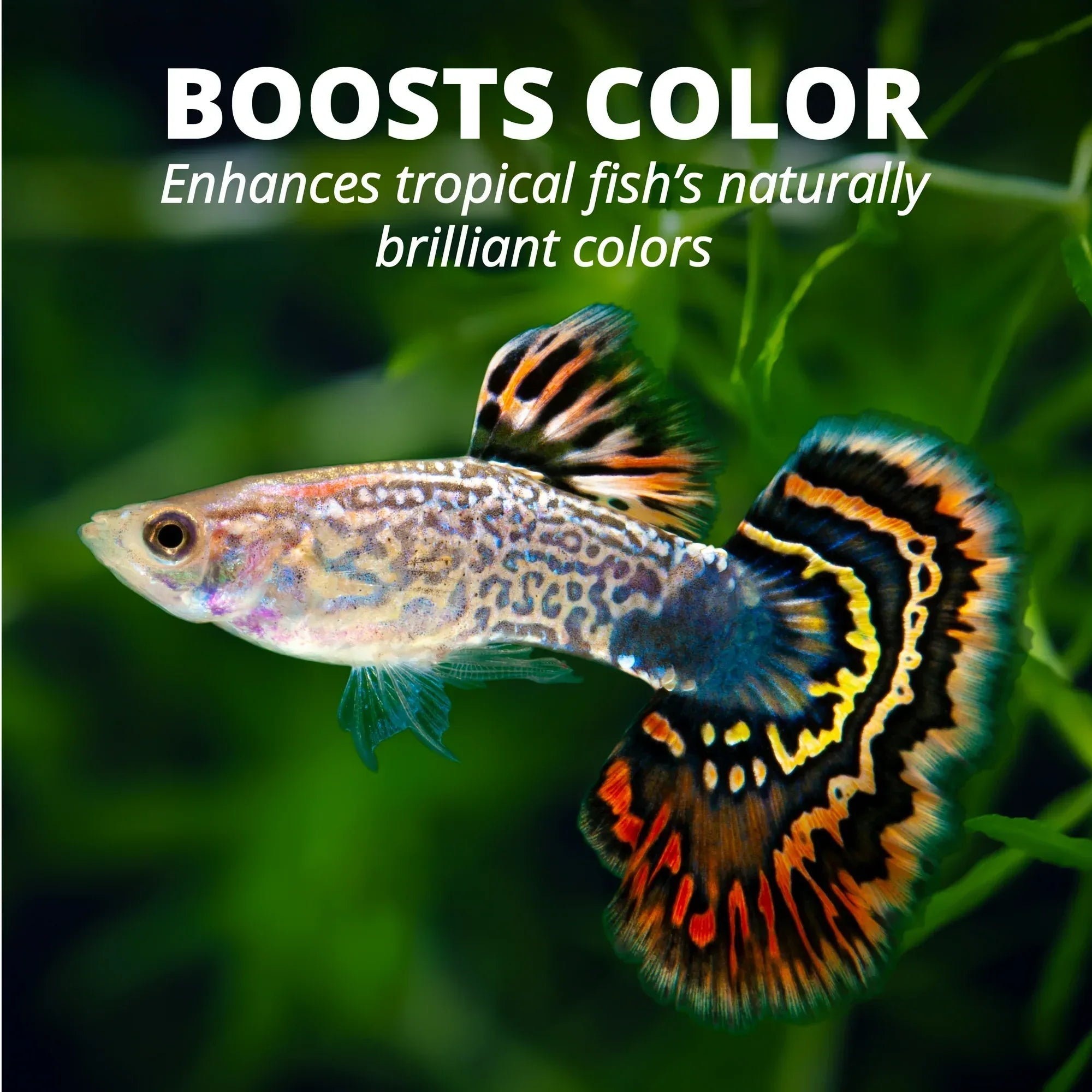 Wholesale Price with free shipping across the USA for (5 pack) Tetra TetraMin Tropical Flakes Nutritionally Balanced Fish Food, 1 oz. - Manji Distributors