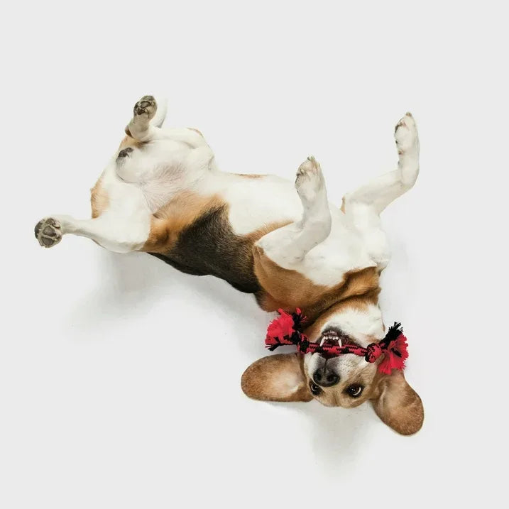 Wholesale Price with free shipping across the USA for Play by Playology Dog Toys | Rope Dog Toy | Scented Toy Tug of War Rope 2-Pack, Small - Manji Distributors