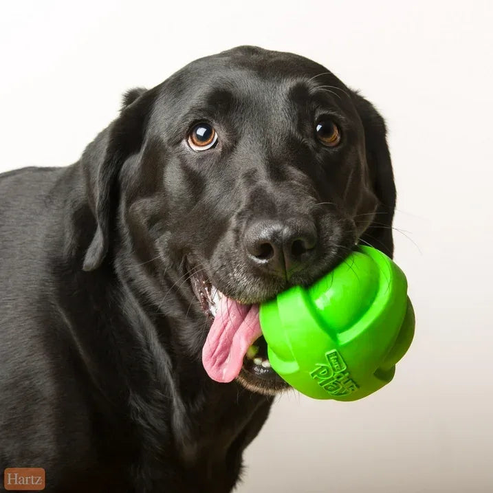 Wholesale Price with free shipping across the USA for Hartz Dura Play Ball Dog Toy, Large, Color May Vary - Manji Distributors