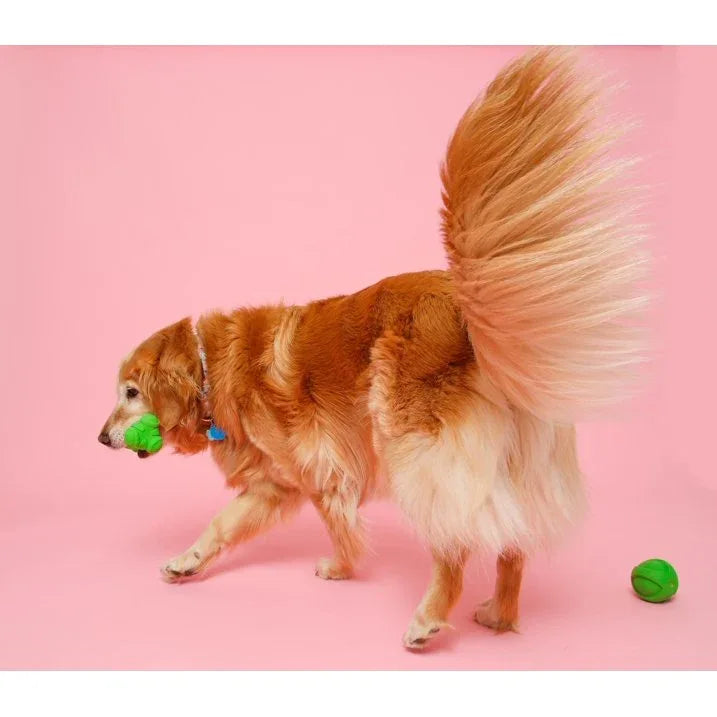 Wholesale Price with free shipping across the USA for Hartz Dura Play Bone Dog Toy, Large, Color Will Vary, - Manji Distributors