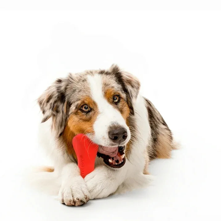 Wholesale Price with free shipping across the USA for Play by Playology Dog Toys | Interactive Dog Toy Bone | Scented Crunchy Bone, Large - Manji Distributors